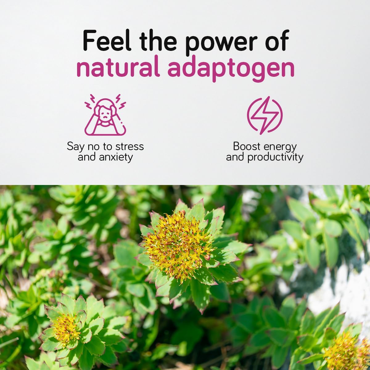 Rhodiola Rosea 500mg - 120 Capsules - 3% Salidrosides - Rosenwurz High Dosed Capsules - Cure 4 Months | Rhodiola Rosea Premium Extract | Vegan, Gluten Free, Made in EU - Ambervit - Image 3