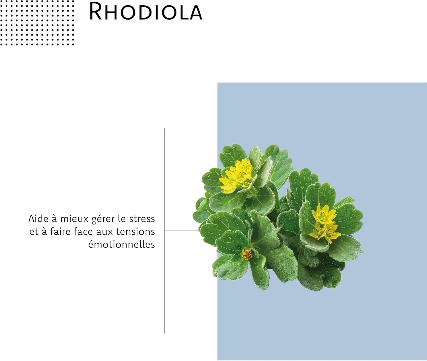 Serenactif Anti-Stress Supplement Magnesium, Rhodiola, Melisse, Saffron - Aragan - 30 Capsules - Image 5