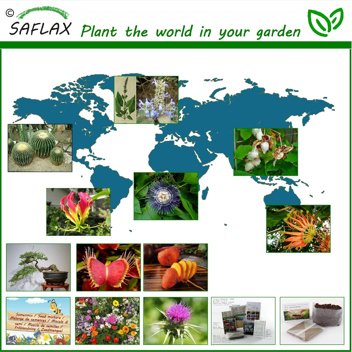 SAFLAX - Ginkgo - 4 seeds - Ginkgo biloba - Image 3