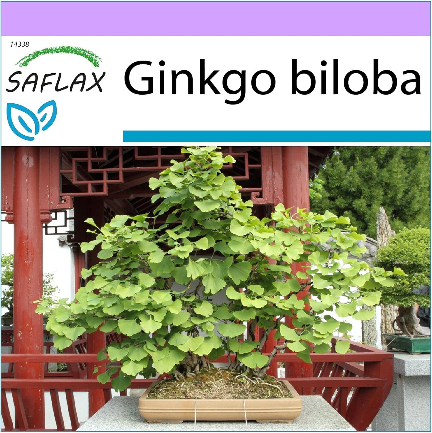 SAFLAX - Ginkgo - 4 seeds - Ginkgo biloba - Image 2