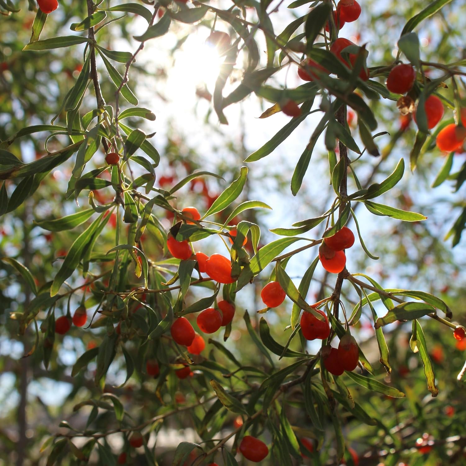 Goji Berries 500g- LA PLANTIGO - Image 7