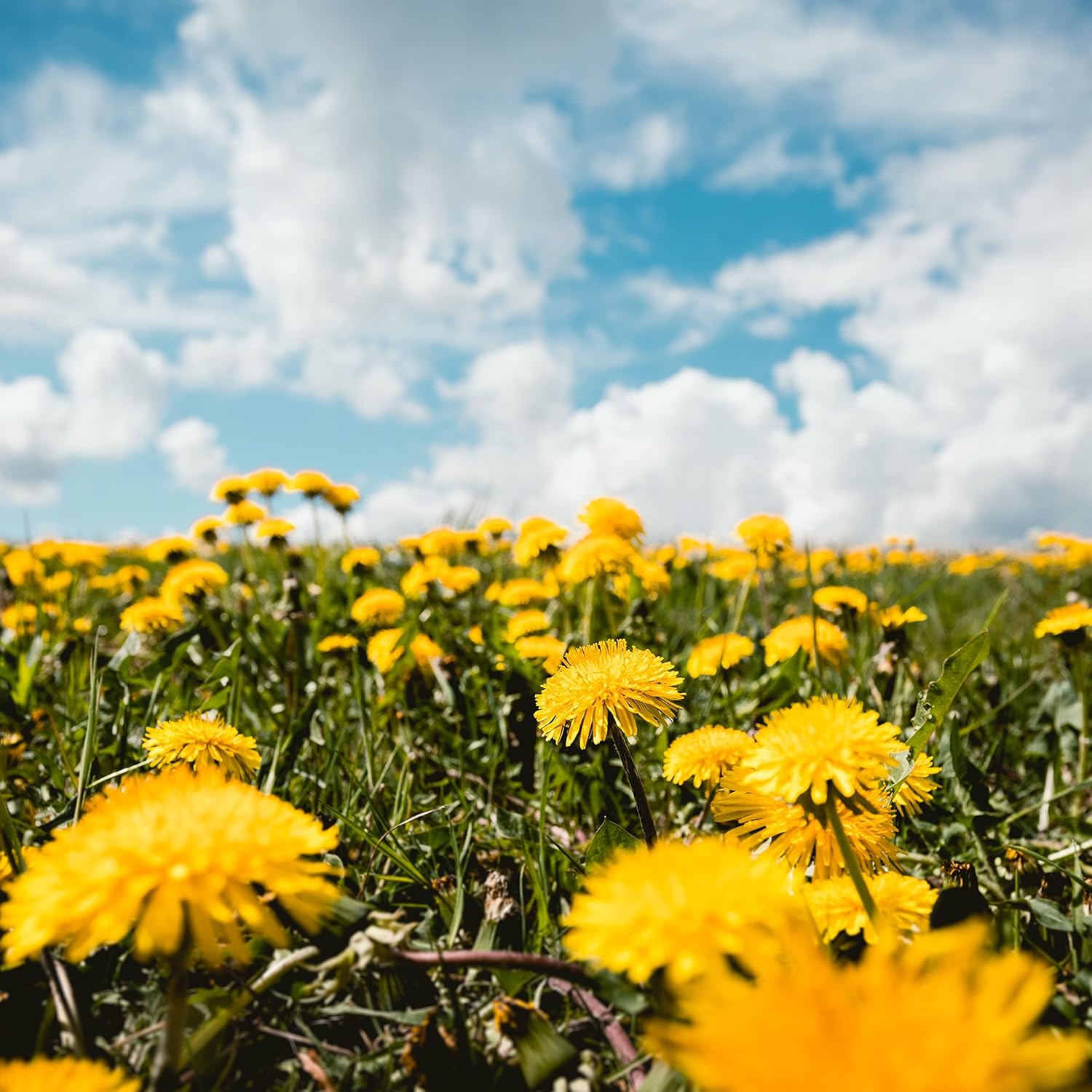Dandelion Herb (125g), Loose Tea, Dandelion Cut and Delicately Dried, 100% Natural and Pure for Herbal Tea, Dandelion Tea, Herbal Infusion - Image 7
