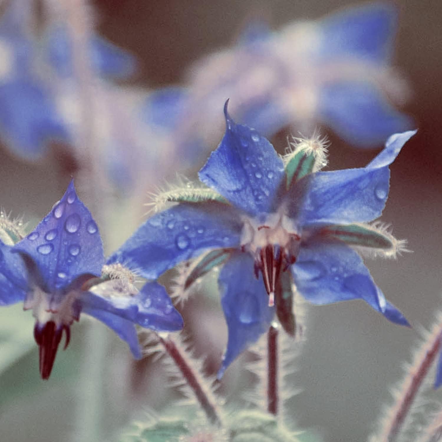 Naissance Borage Oil (No. 226) - 450 ml - Naturally Rich in Gamma-Linolenic Acid - for Skin, Face, Body, Hair, Massage - Image 10