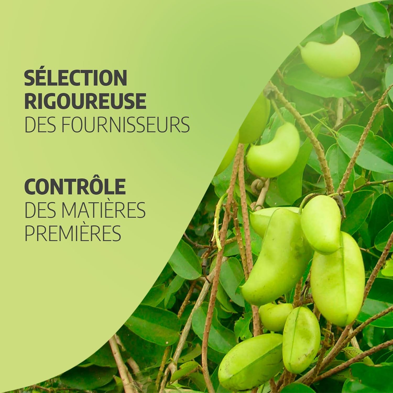 Griffonia extract 15% 5-HTP - 166 mg - 180 capsules - Orgaliane - Image 7