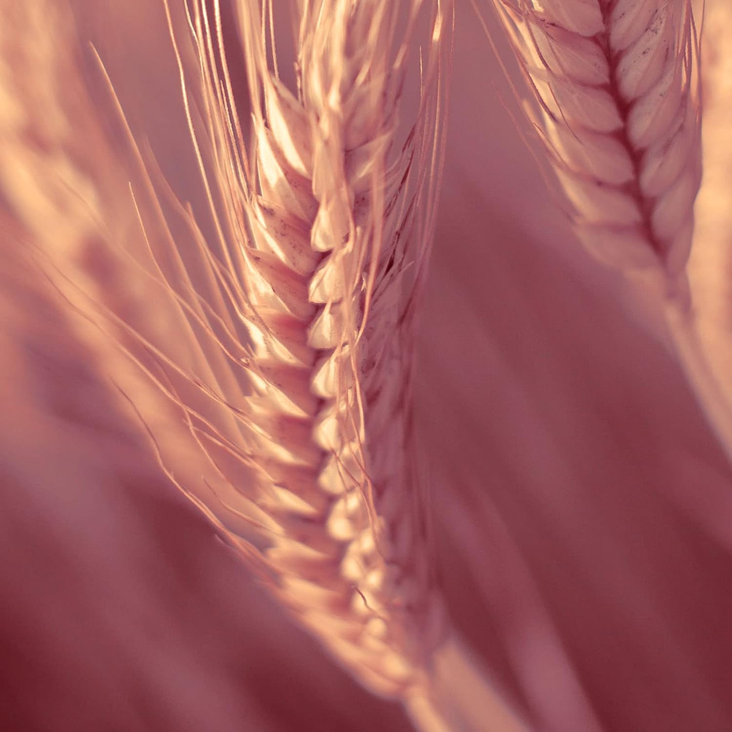 Naissance Vitamin E Tocopherol Natural Oil (No. 807) - 450 ml - for Face, Skin, Hair, Body, Beard, Nails - Image 3