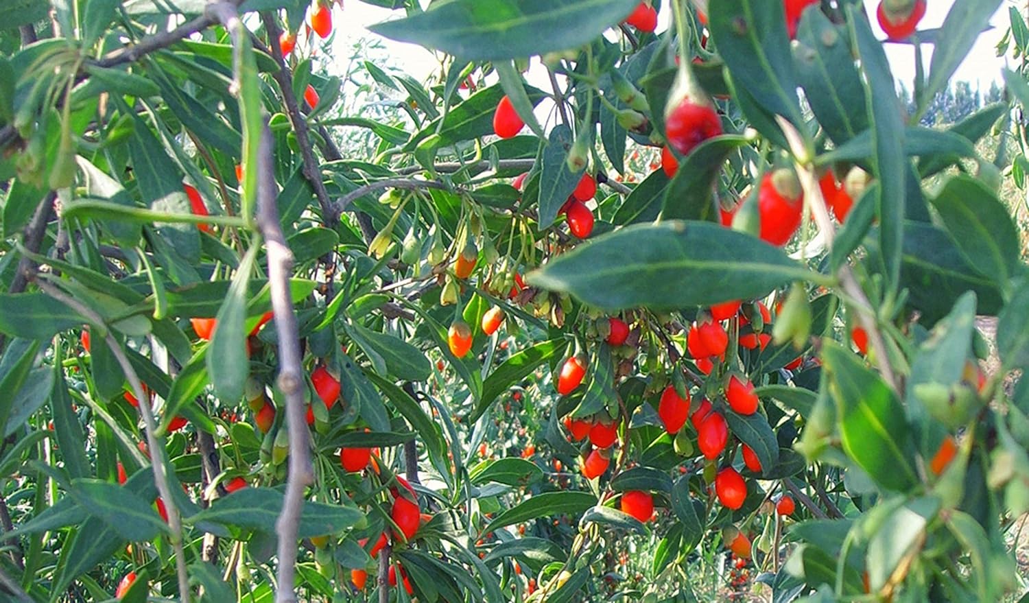 SemiSauvage 100 Goji Seeds - Perennial Plant - Vegetable Fruit Vegetable - Reproducible Peasant Seeds - Image 3