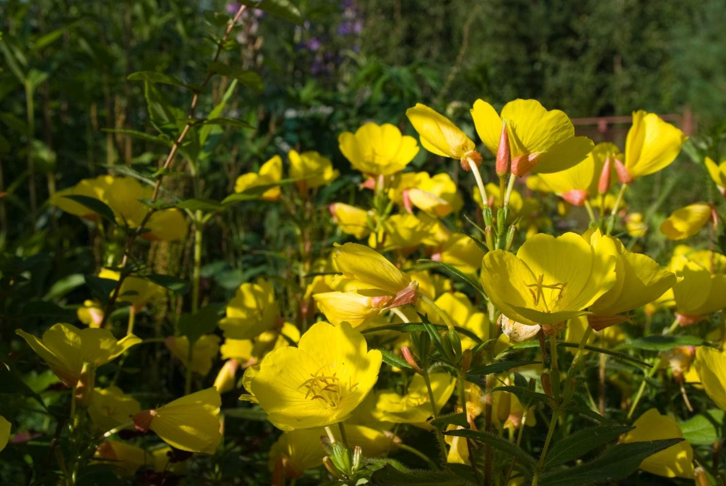 Evening Primrose Seeds - Health Embasssy - 100% Natural (100g) - Image 5