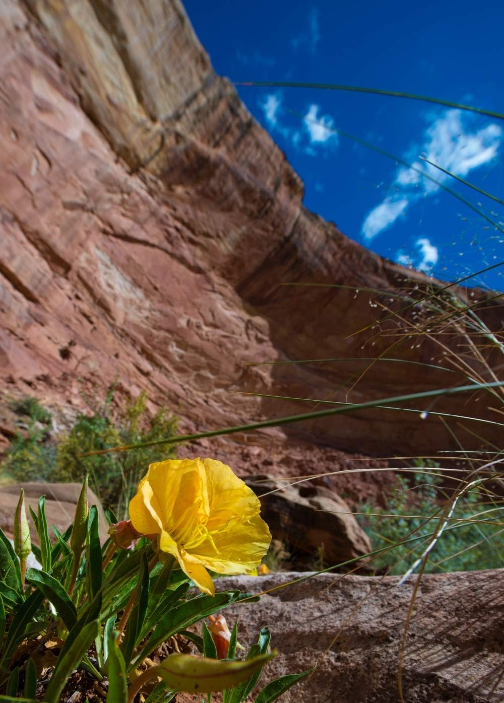 Evening Primrose Seeds - Health Embasssy - 100% Natural (100g) - Image 7