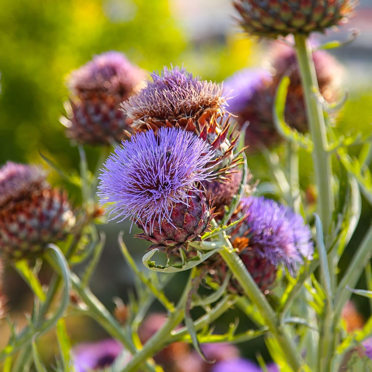 Alpi Nature Milk Thistle Herbal Tea 125 g, Dried and Cut Milk Thistle Herb, Leaf Tea - Image 8