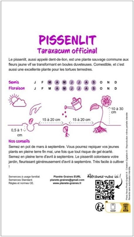 1000 Wild Dandelion Seeds - Dandelion - Turtle Food - Easy to Grow - Image 3