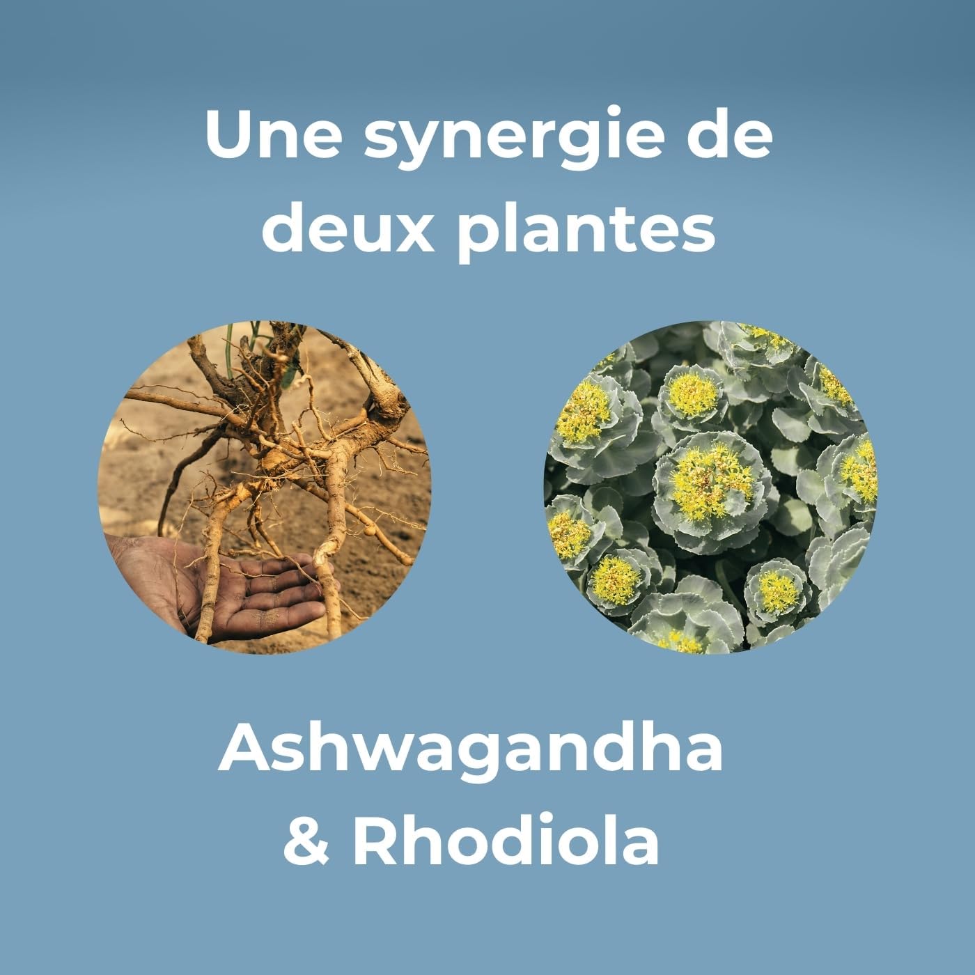 Ashwagandha & Rhodiola – Ashwagandha Supplement for Natural Stress, Serenity & Emotional Balance, Restful Sleep – 30 Vegan Capsules (1 Month Cure) Optim Serenity - Image 4