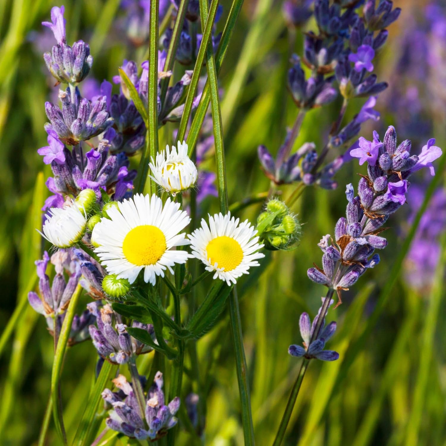 Alpi Nature Chamomile-Lavender Infusion BIO, 30 Pyramid Sachets of 2 g, Chamomile and Lavender Organic Dried 60g - Image 8