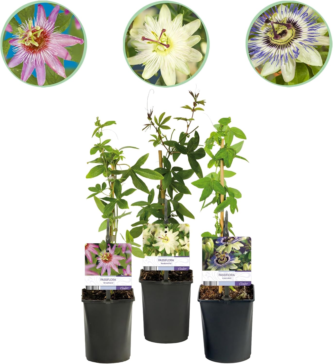 GreenboutiQ Passion Flower Tricolour White Purple Pink Flowers Low Maintenance 3 Plants Pot 11 cm Height 40 cm - Image 3