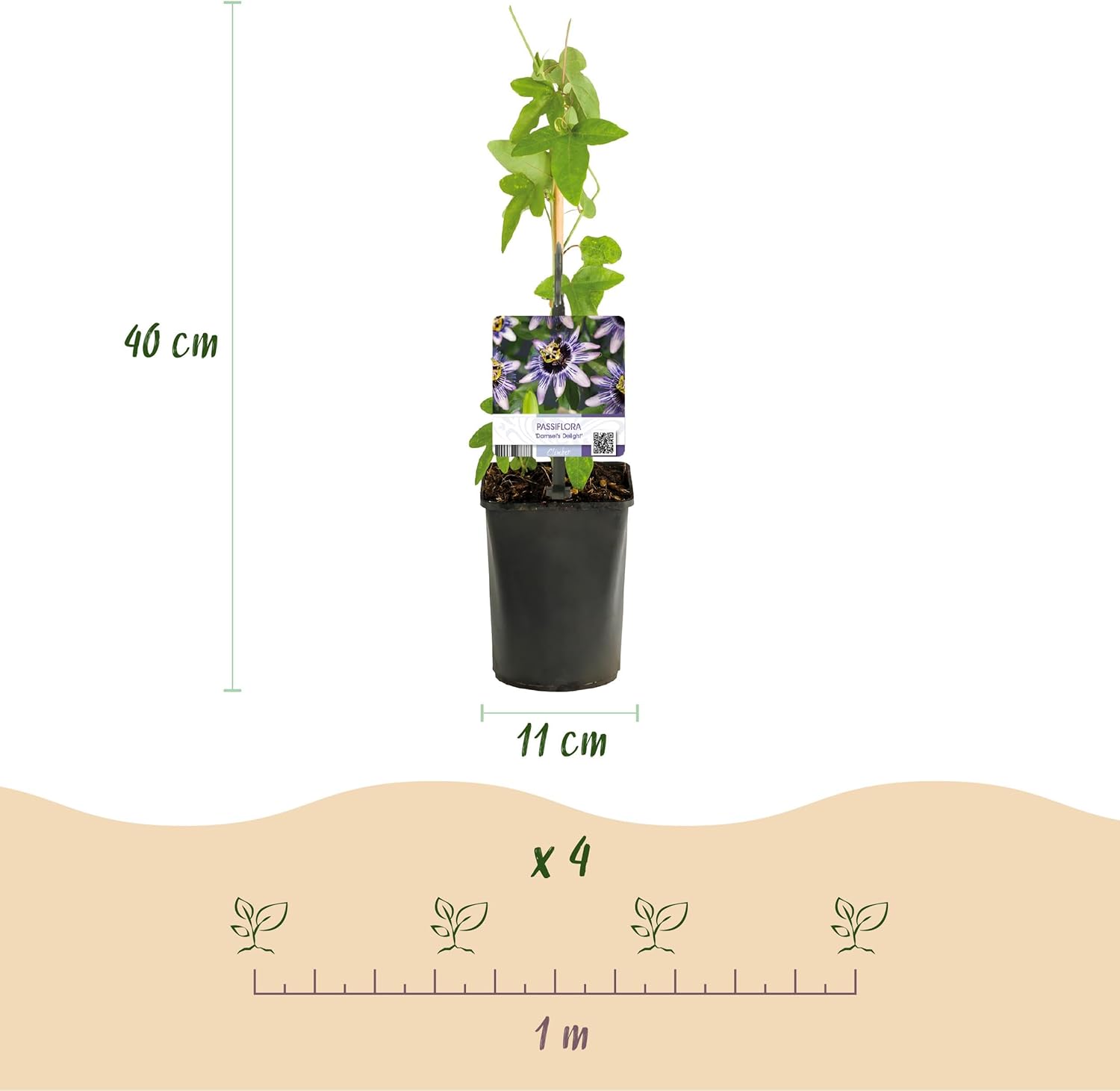 GreenboutiQ Passion Flower Tricolour White Purple Pink Flowers Low Maintenance 3 Plants Pot 11 cm Height 40 cm - Image 4