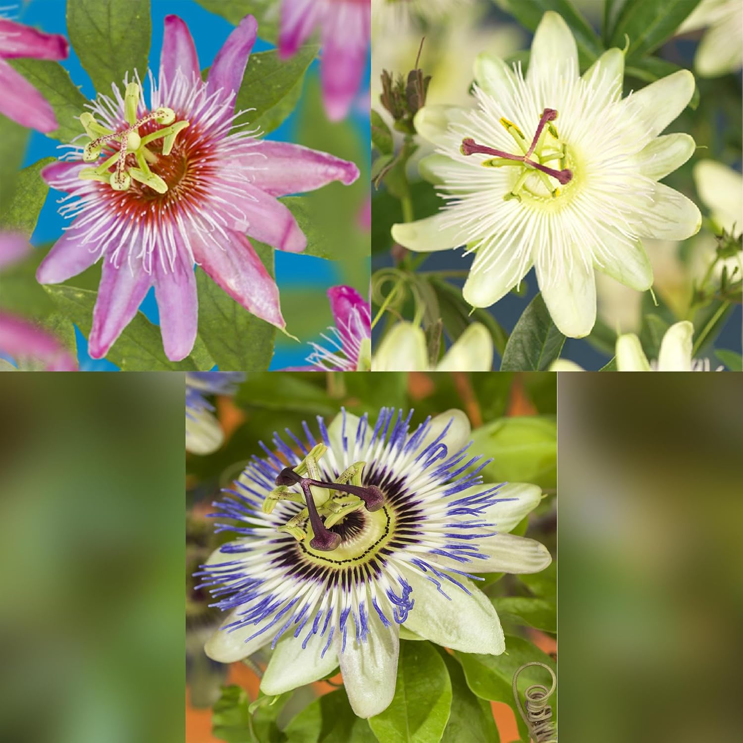 GreenboutiQ Passion Flower Tricolour White Purple Pink Flowers Low Maintenance 3 Plants Pot 11 cm Height 40 cm - Image 5