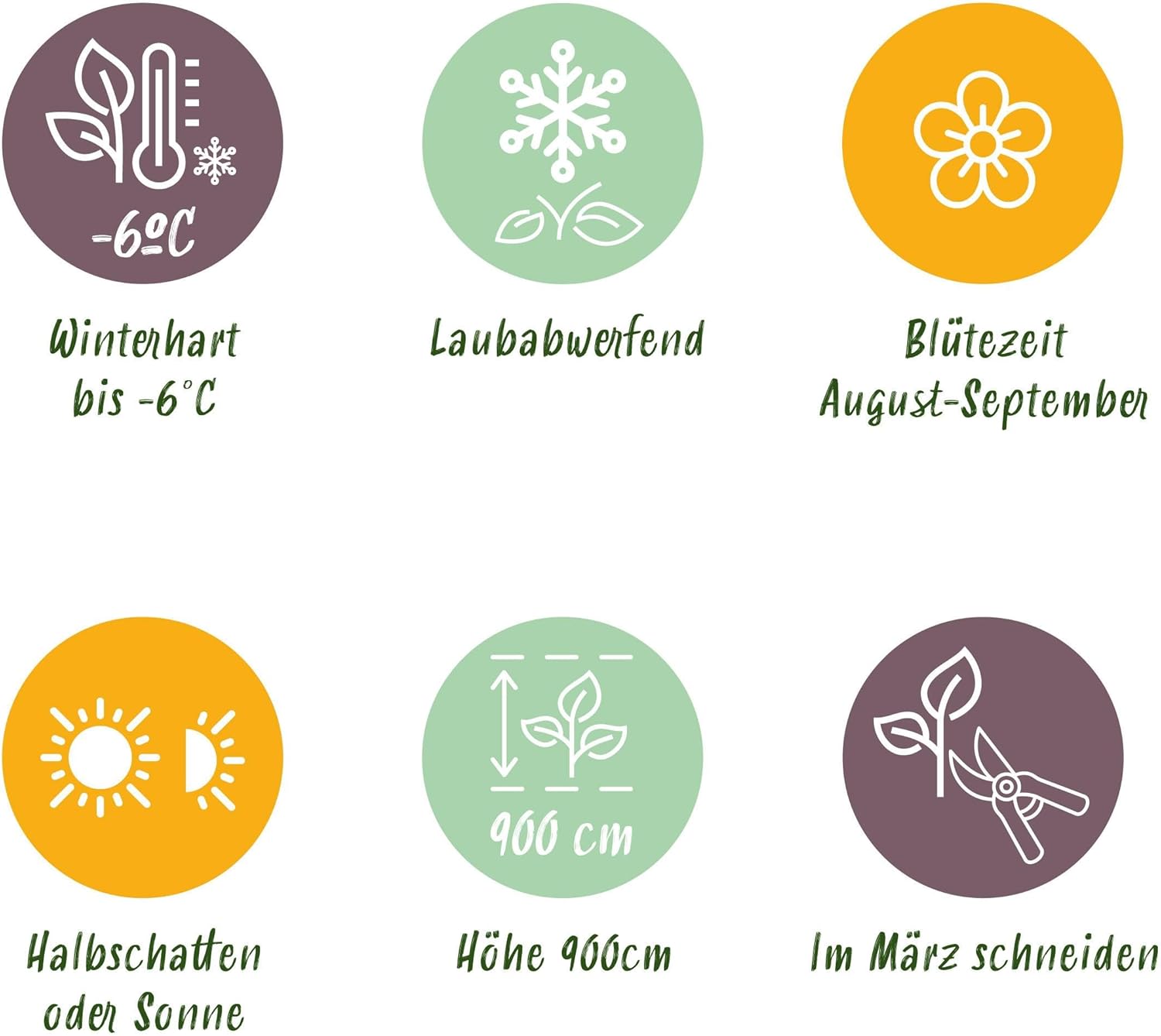 GreenboutiQ Passion Flower Tricolour White Purple Pink Flowers Low Maintenance 3 Plants Pot 11 cm Height 40 cm - Image 7