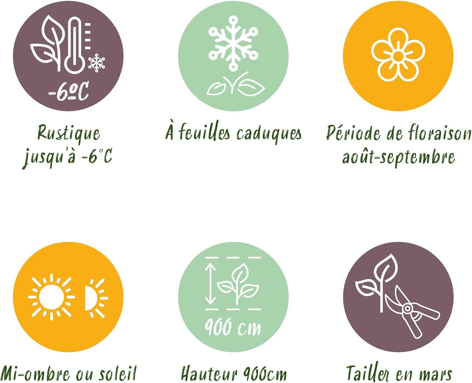 GreenboutiQ Passion Flower Tricolour White Purple Pink Flowers Low Maintenance 3 Plants Pot 11 cm Height 40 cm - Image 9