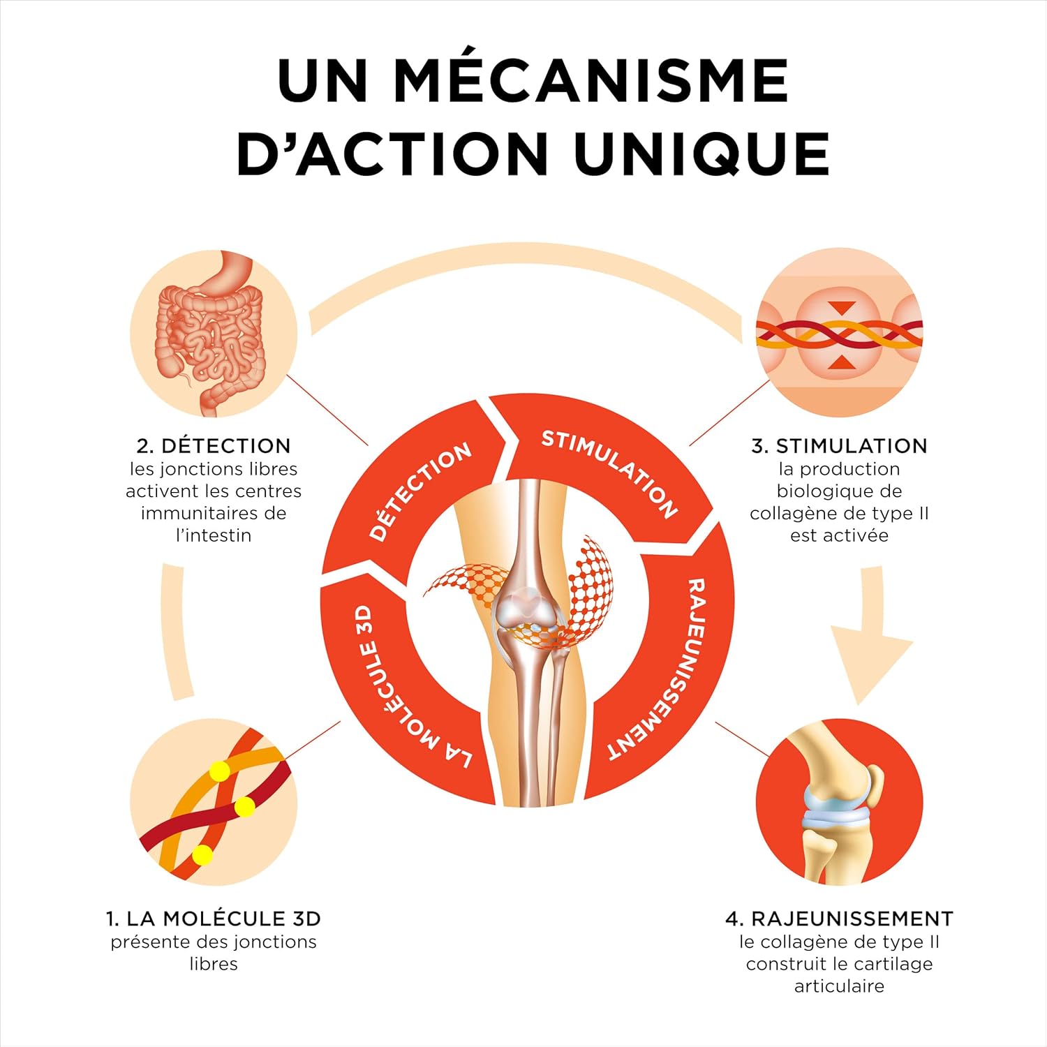 Collanol – Innovation in Healthy Joint Care Liquid Formula in a Double Capsule 3D Collagen + Micellar Extract of Turmeric Roots 1 Capsule/Day (1 Pack) - Image 7