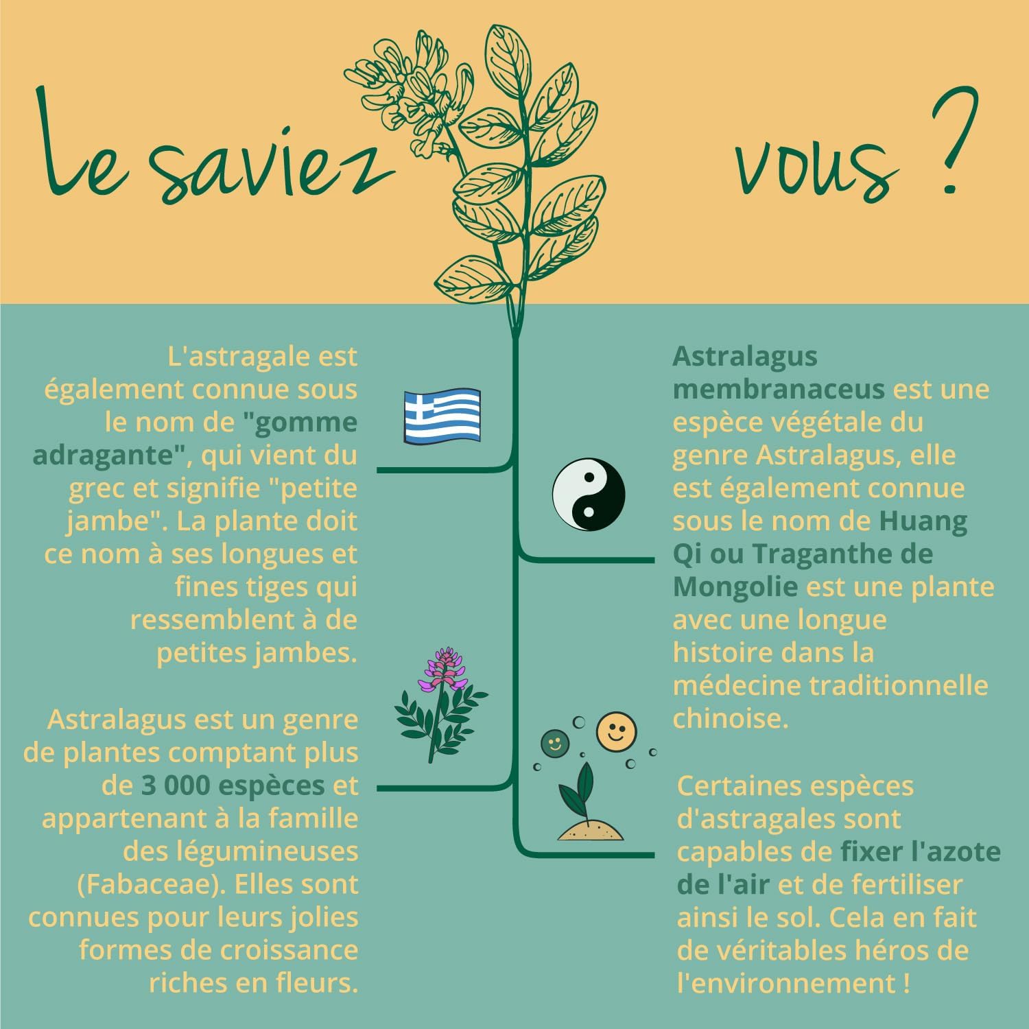 Astragalus Organic Vegavero® | PREMIUM Quality: 20% Polysaccharides | 750 mg Astragalus Extract (15:1) | Immunity + Anti Stress | 120 Capsules | VEGAN - Image 6