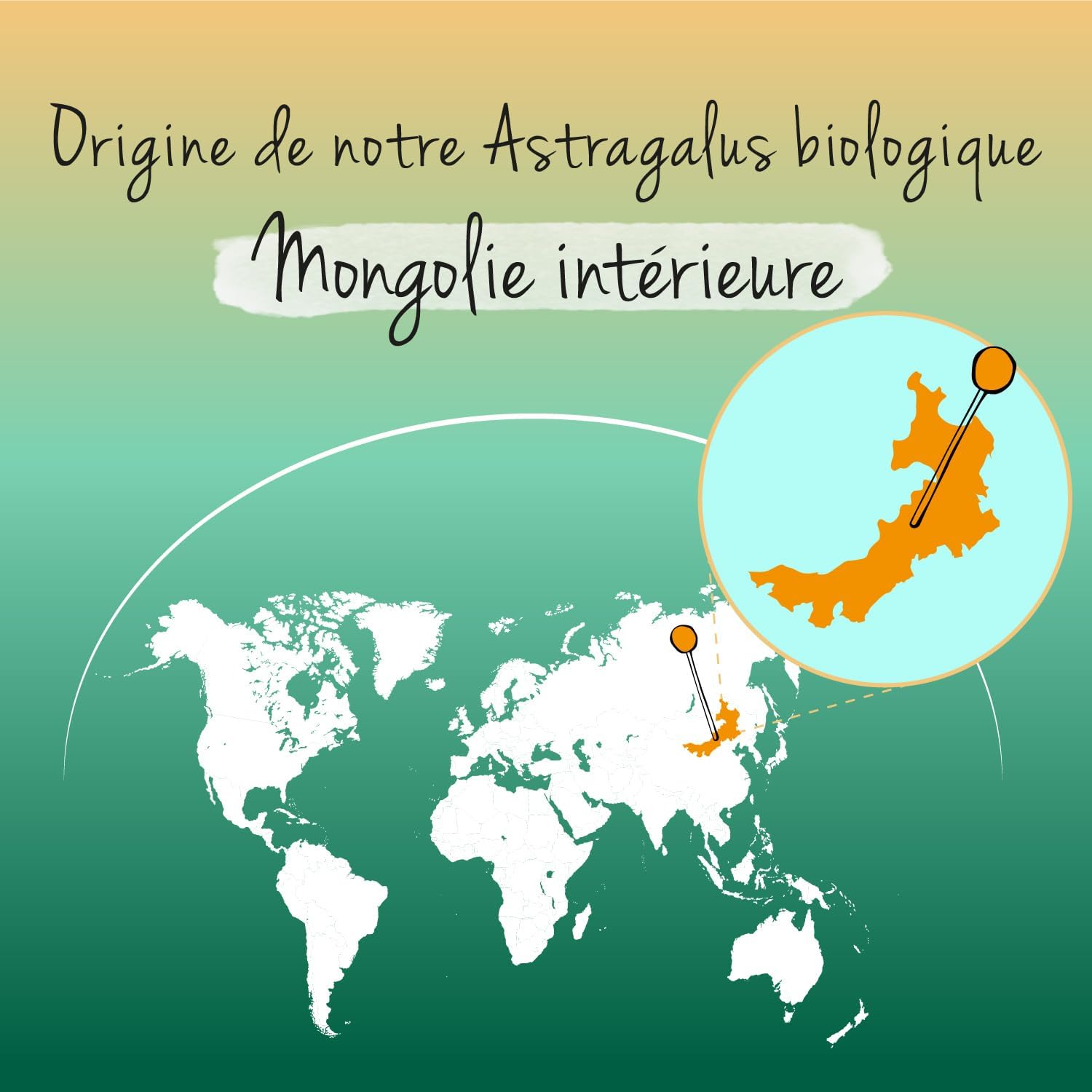 Astragalus Organic Vegavero® | PREMIUM Quality: 20% Polysaccharides | 750 mg Astragalus Extract (15:1) | Immunity + Anti Stress | 120 Capsules | VEGAN - Image 7