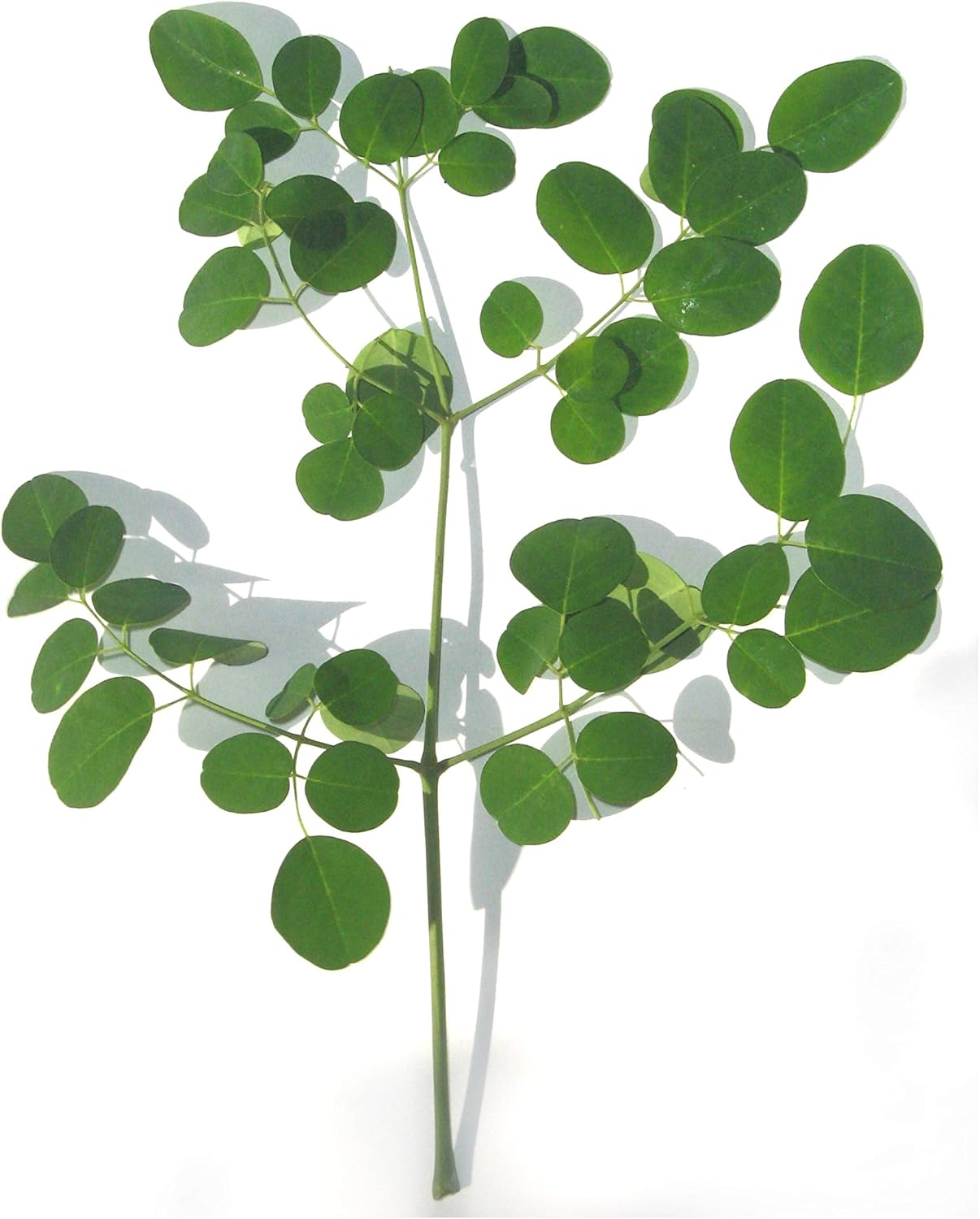 Moringa Bio - sachet of 350 g - Health, Energy - Image 5