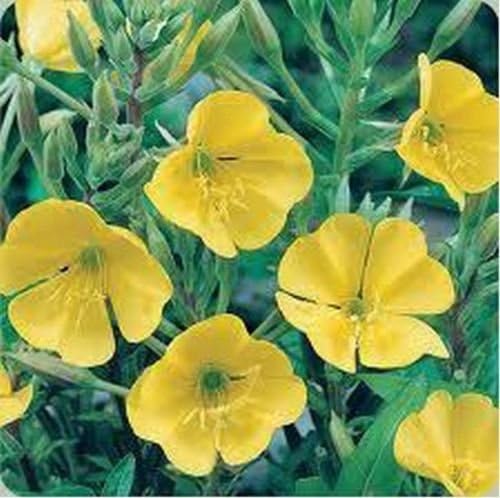 Evening Primrose Yellow Seeds - Image 2