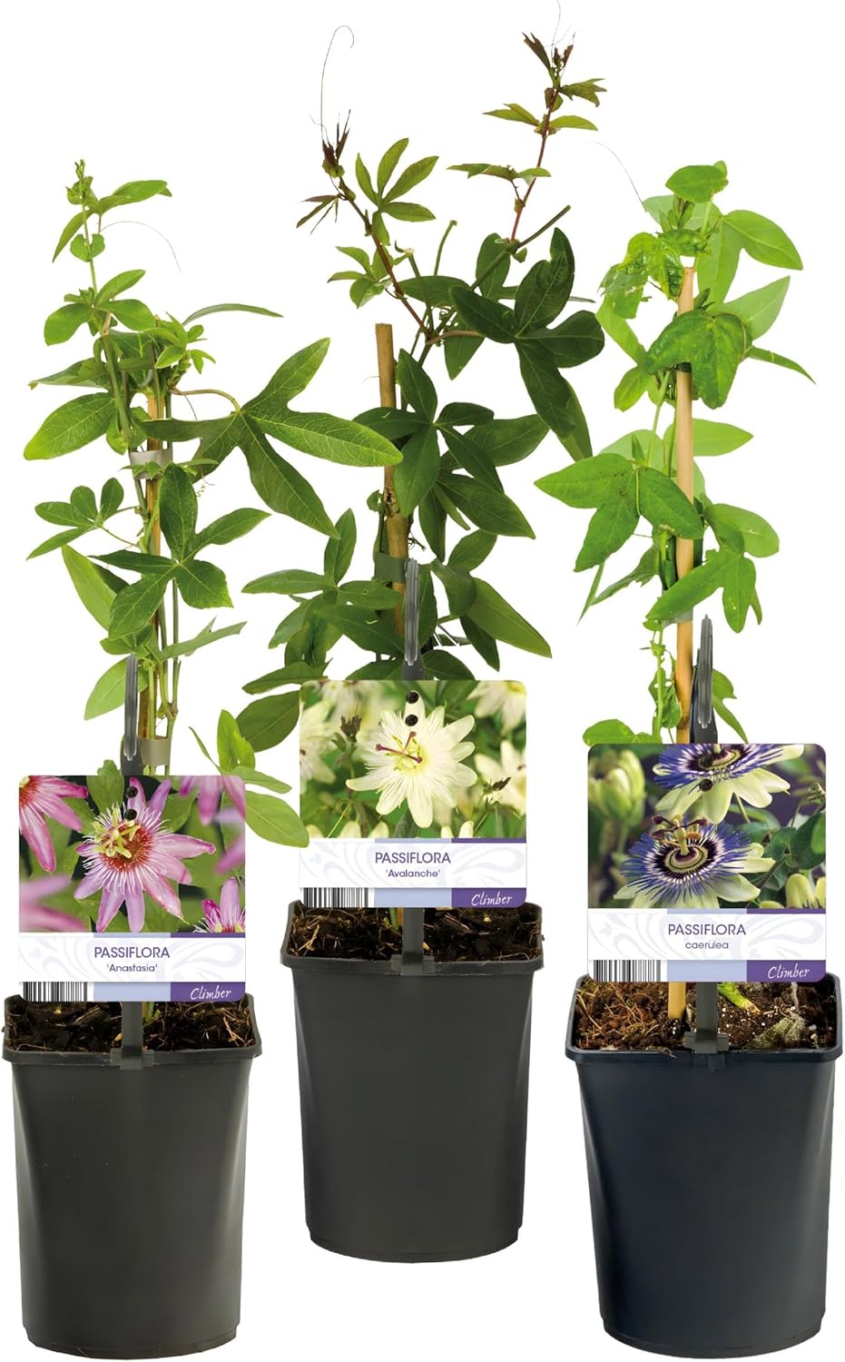 GreenboutiQ Passion Flower Tricolour White Purple Pink Flowers Low Maintenance 3 Plants Pot 11 cm Height 40 cm - Image 2