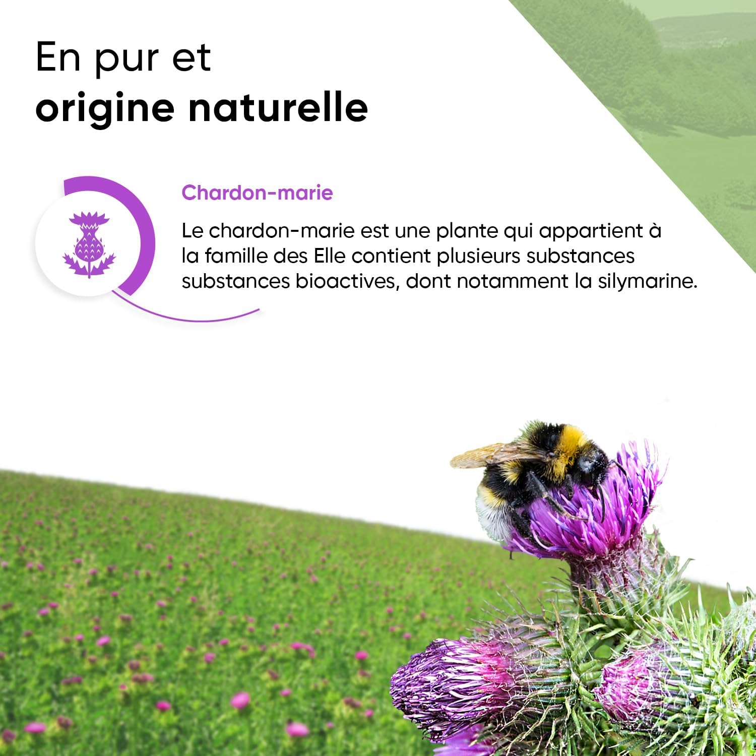 Milk Thistle Extract Complex - Artichoke Dandelion - 80% Silymarin - 240 Capsules - 8 Months - 550mg Per Capsule - With Pill Box - Vegan - Premium Quality - Image 7