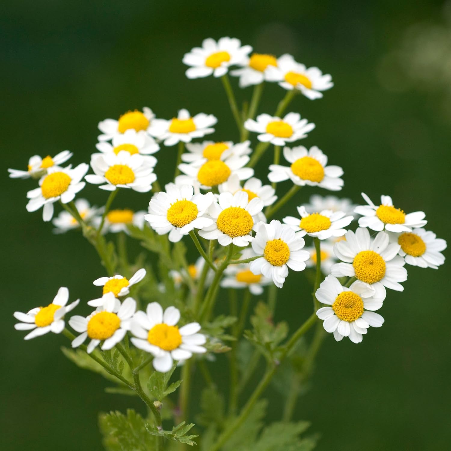 Alpi Nature Large Chamomile Herbal Tea 200 g, Large Dried and Cut Chamomile, Tanacetum Parthenium - Image 7