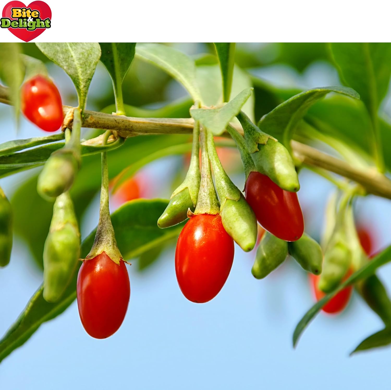 Bite & Delight 1kg Dried Goji Berries Lycium Barbarum – Natural Superfood Rich in Vitamins & Minerals – Healthy Snack Ideal for Muesli, Yogurt & Desserts - Image 5