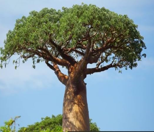 10 fresh baobab seeds - Image 2