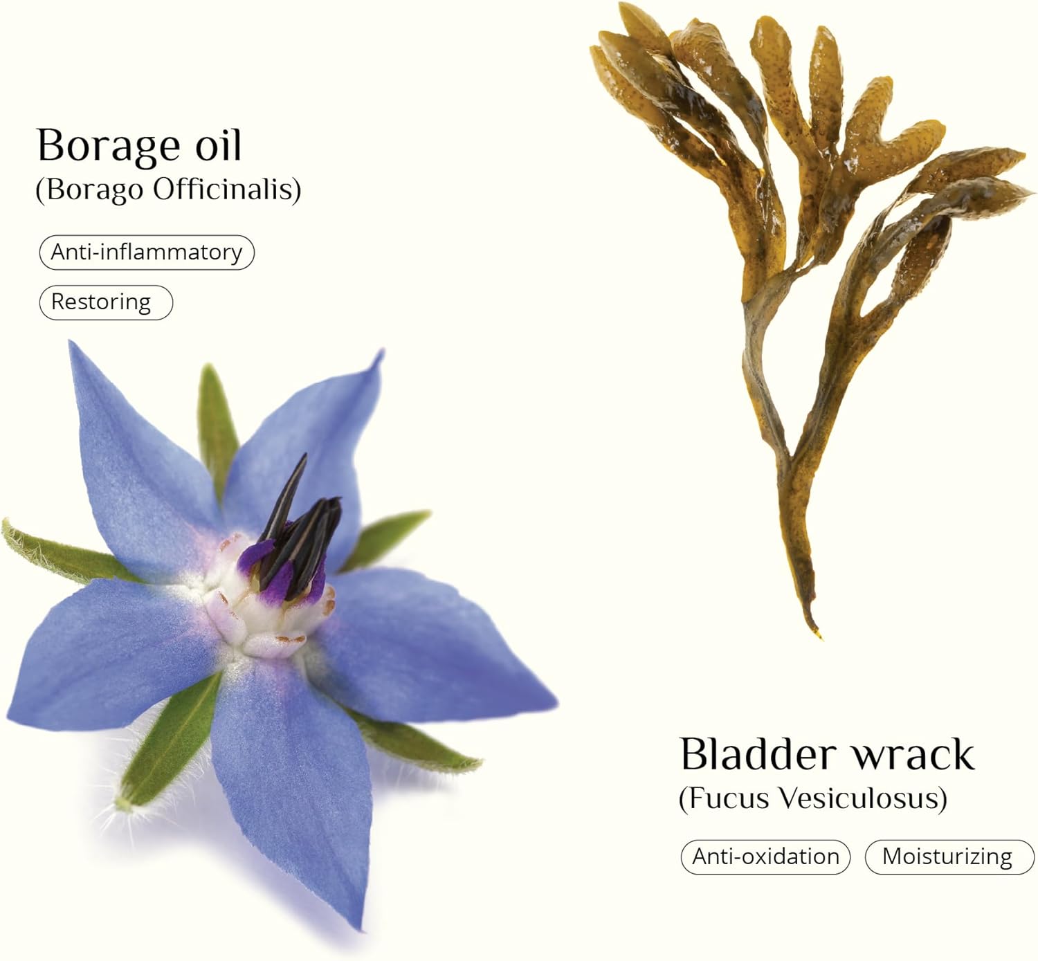 Restorative Facial Oil - Image 4