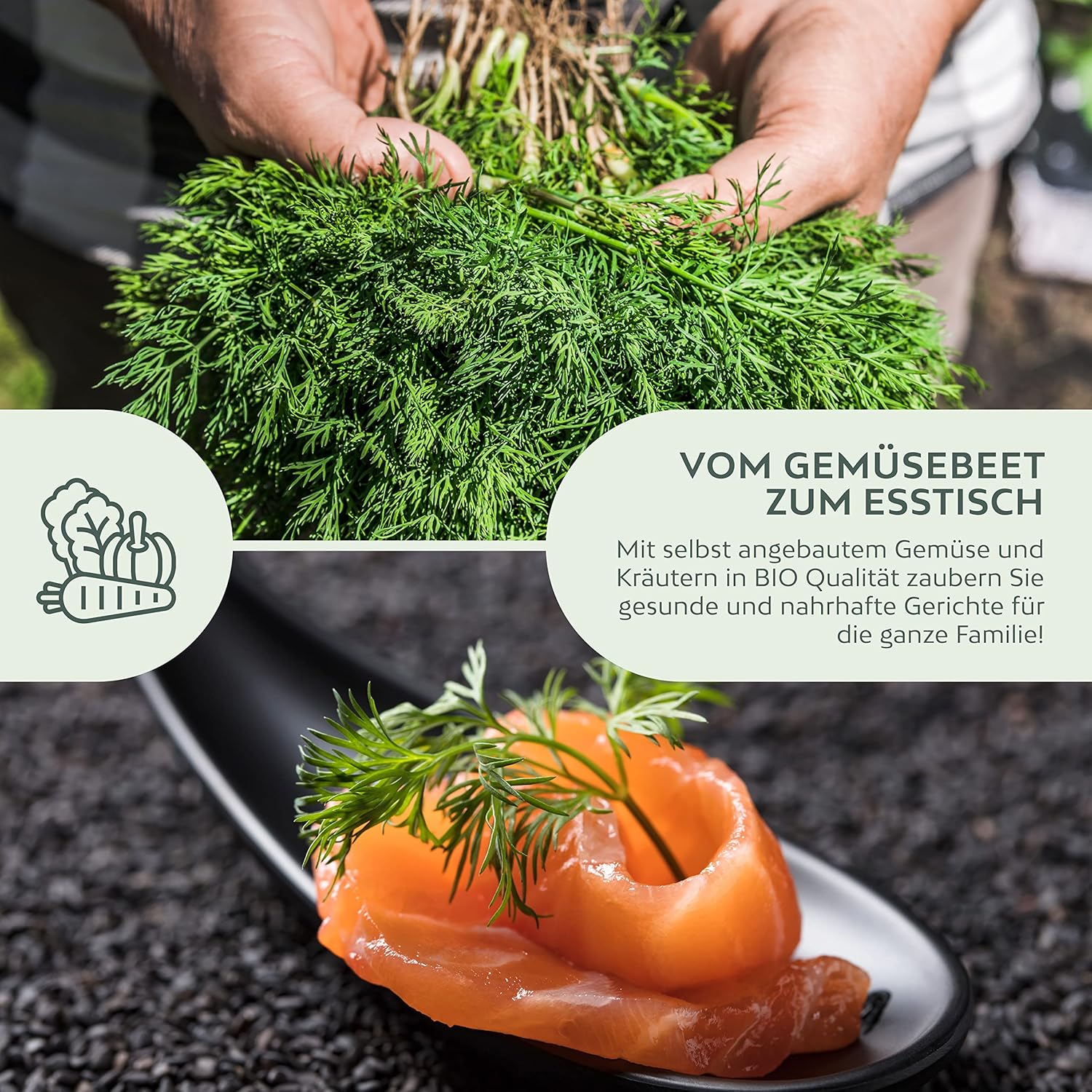 BIO Dill Seeds - Organic Growing Herb Seeds Ideal for the Aromatic Garden - Image 4