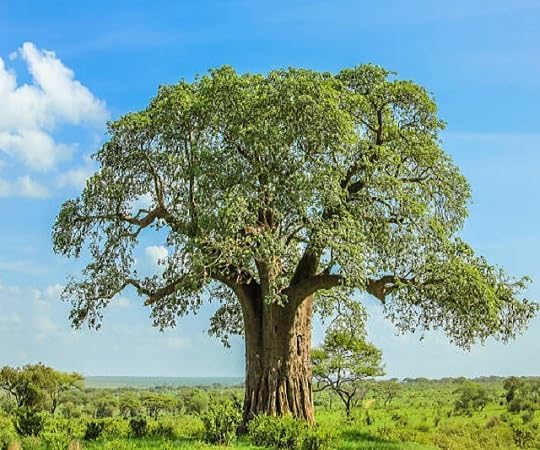 10 fresh baobab seeds - Image 3