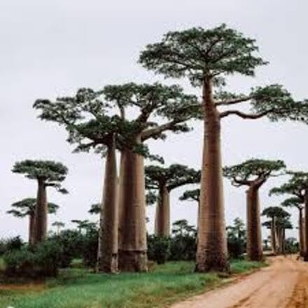 10 fresh baobab seeds - Image 5