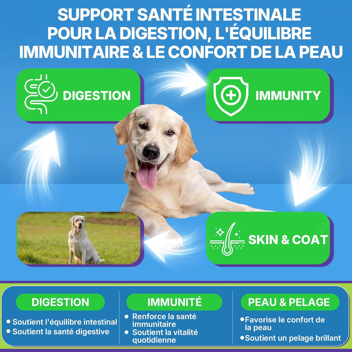 Probiotics for Dogs, Prebiotics for Gut Health – Supports Digestive Health and Nutrient Absorption – 200 Fluffy Bites That Support Skin Health - Image 5