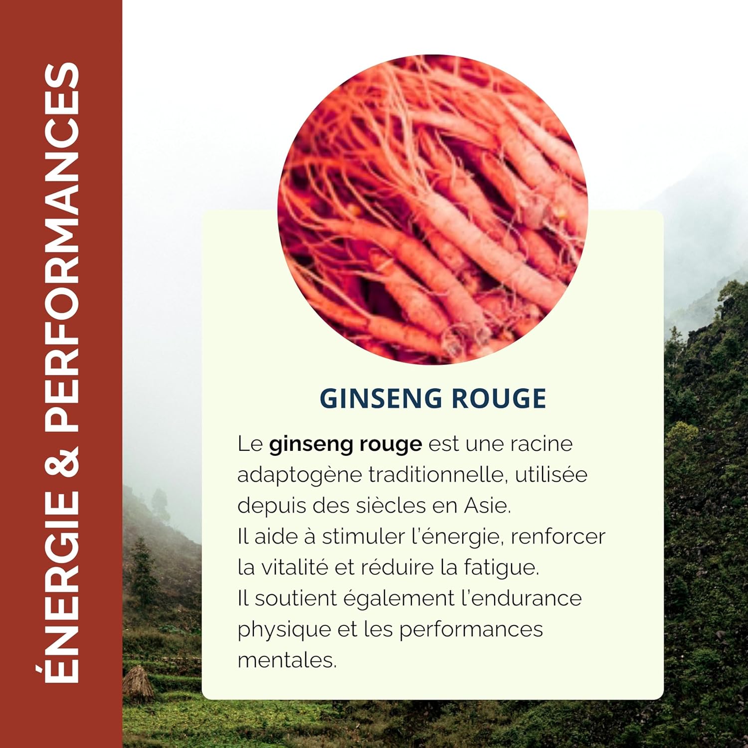 Red Ginseng – Vitality, Energy & Endurance – Adaptogenic Plant – Panax Ginseng Root - 60 Vegetable Capsules – Nootrolab - Image 5