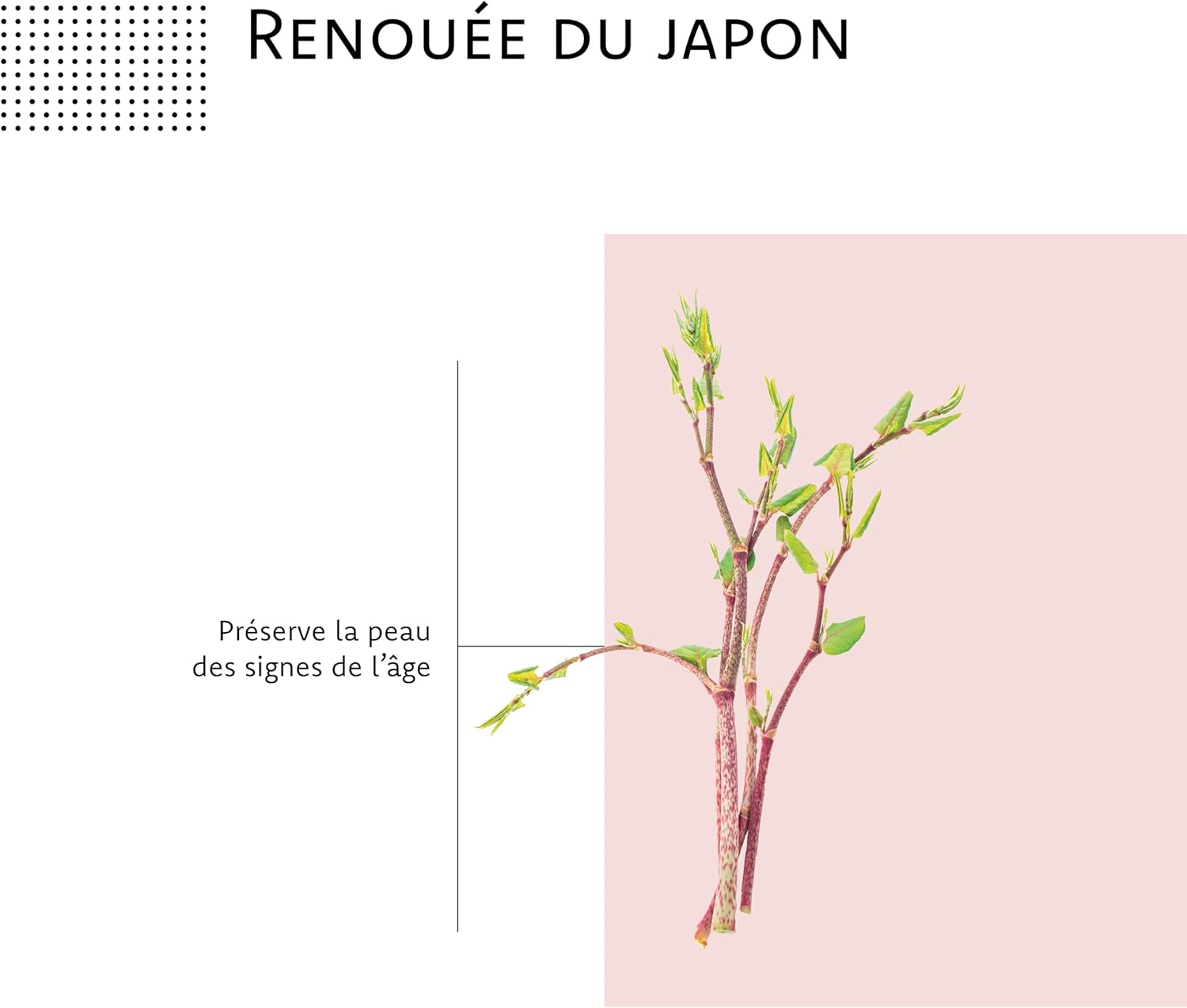 Dermactifs - Anti-Ageing, Antioxidant, Luminous Complexion Food Supplement - Hyaluronic Acid, Borage Oil, Zinc, Vitamin C - Aragan - 30 Capsules - Image 5