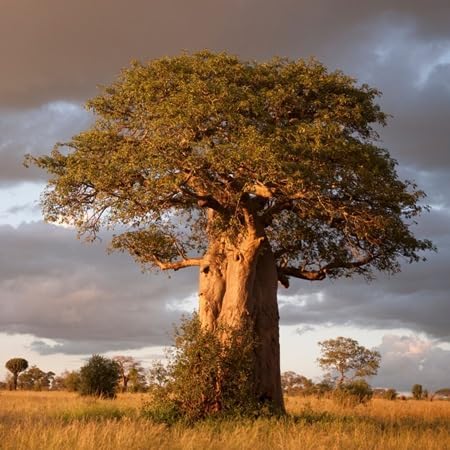 70 Baobab Seeds - Image 4