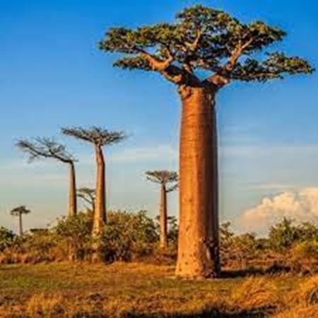 70 Baobab Seeds - Image 5