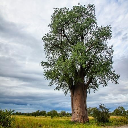 70 Baobab Seeds - Image 6