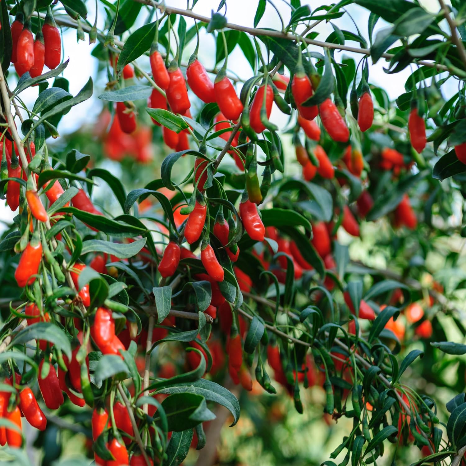 Plant in a Box - Lycium Barbarum - Set of 3 - Goji Plants - Pot 9 cm - Height 25-40 cm - Image 3