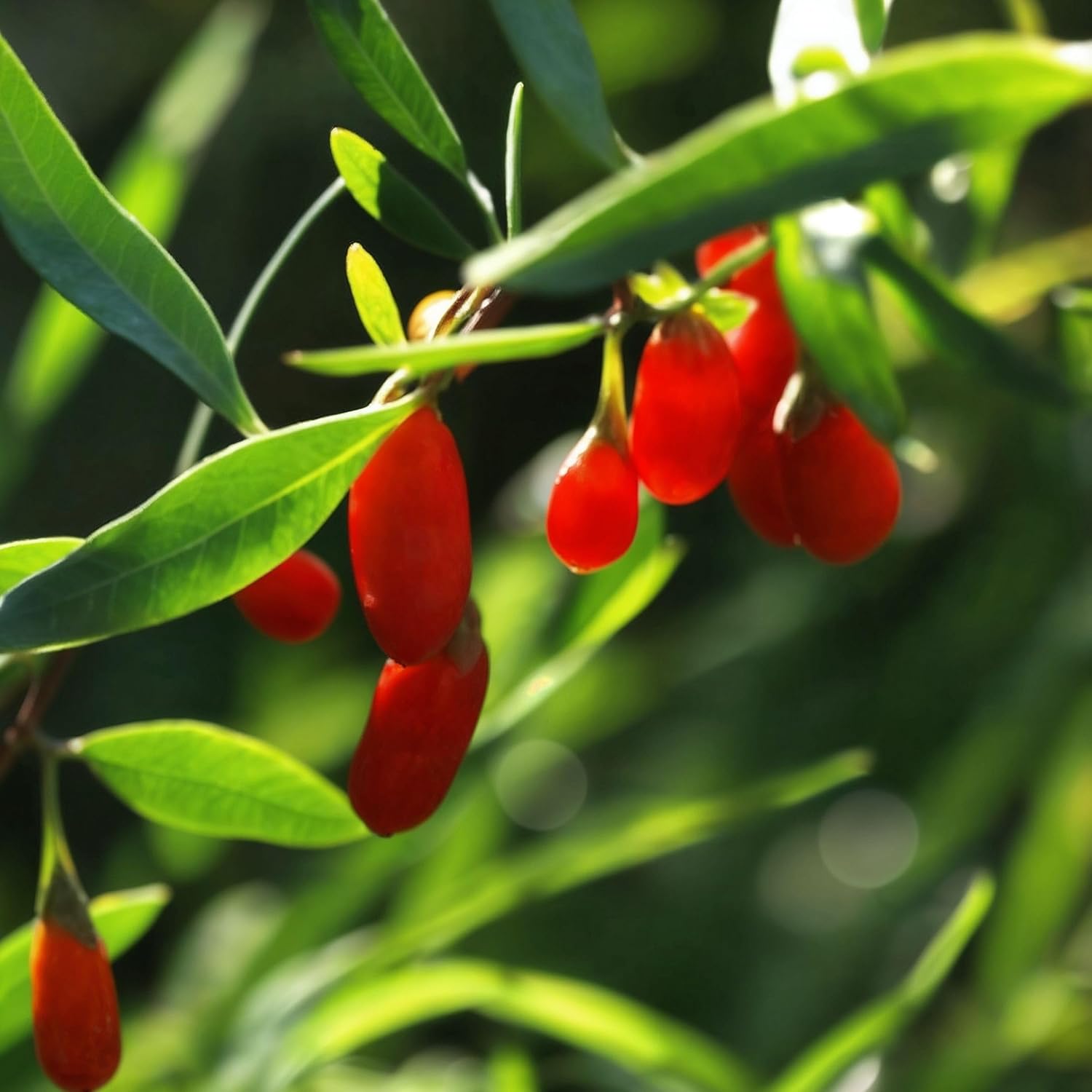 Plant in a Box - Lycium Barbarum - Set of 3 - Goji Plants - Pot 9 cm - Height 25-40 cm - Image 4