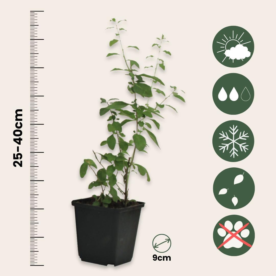 Plant in a Box - Lycium Barbarum - Set of 3 - Goji Plants - Pot 9 cm - Height 25-40 cm - Image 5