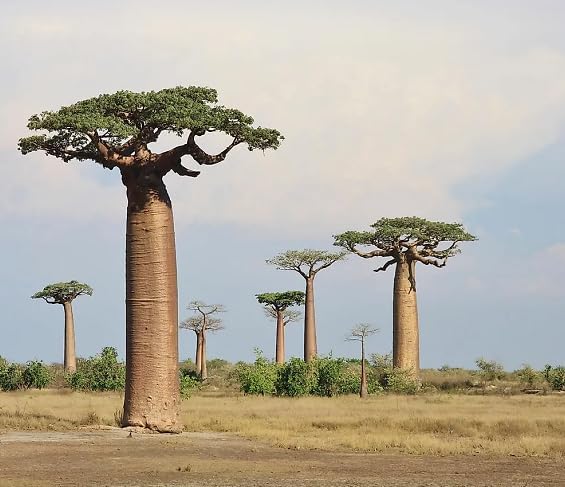 70 Baobab Seeds - Image 2