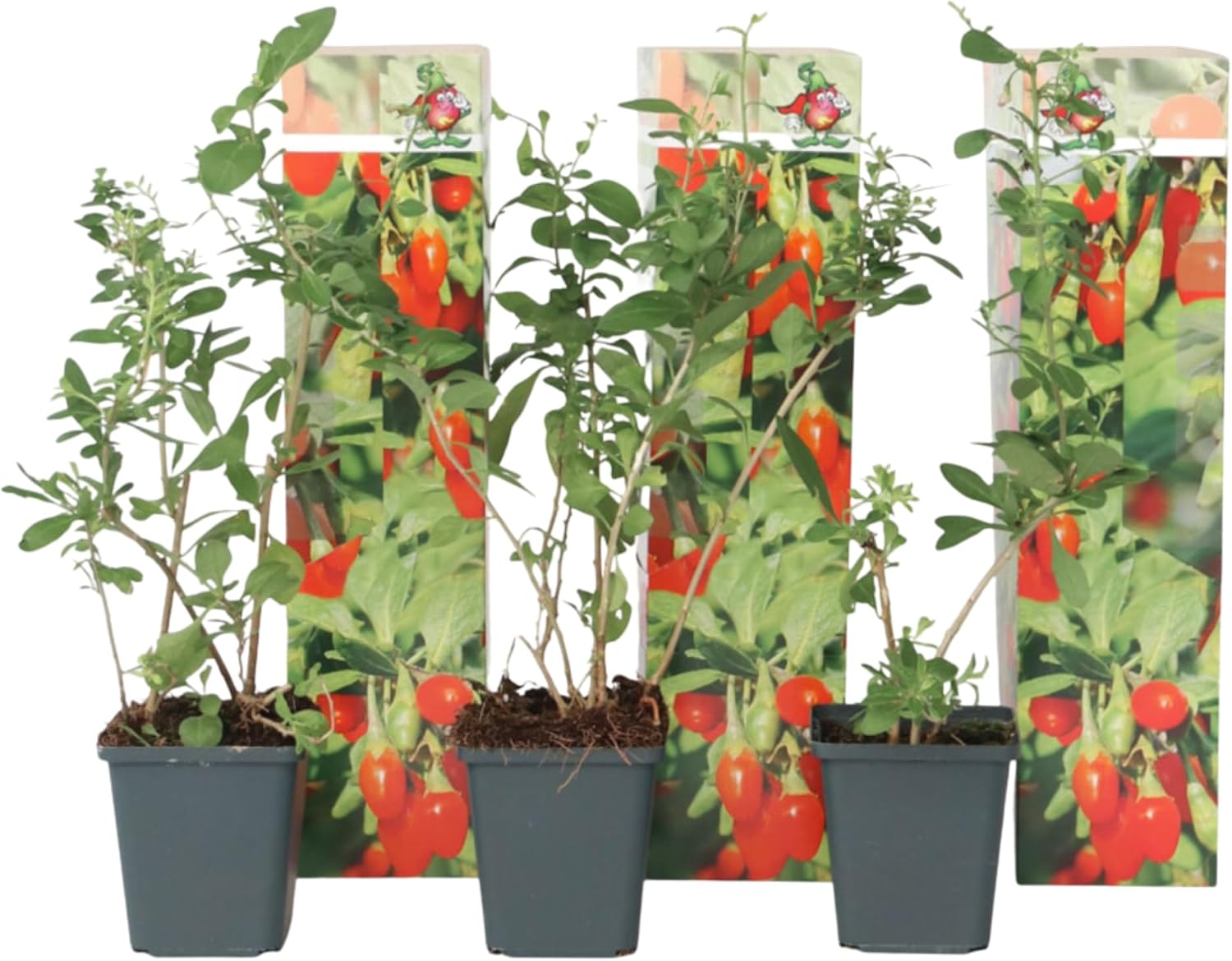 Plant in a Box - Lycium Barbarum - Set of 3 - Goji Plants - Pot 9 cm - Height 25-40 cm - Image 2