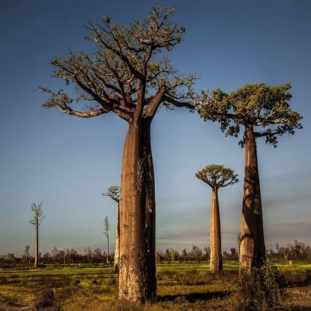 20 Baobab Seeds - Image 3