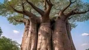 20 Baobab Seeds - Image 4