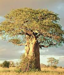 20 Baobab Seeds - Image 5