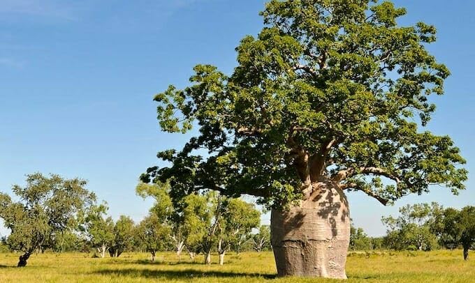 20 Baobab Seeds - Image 6
